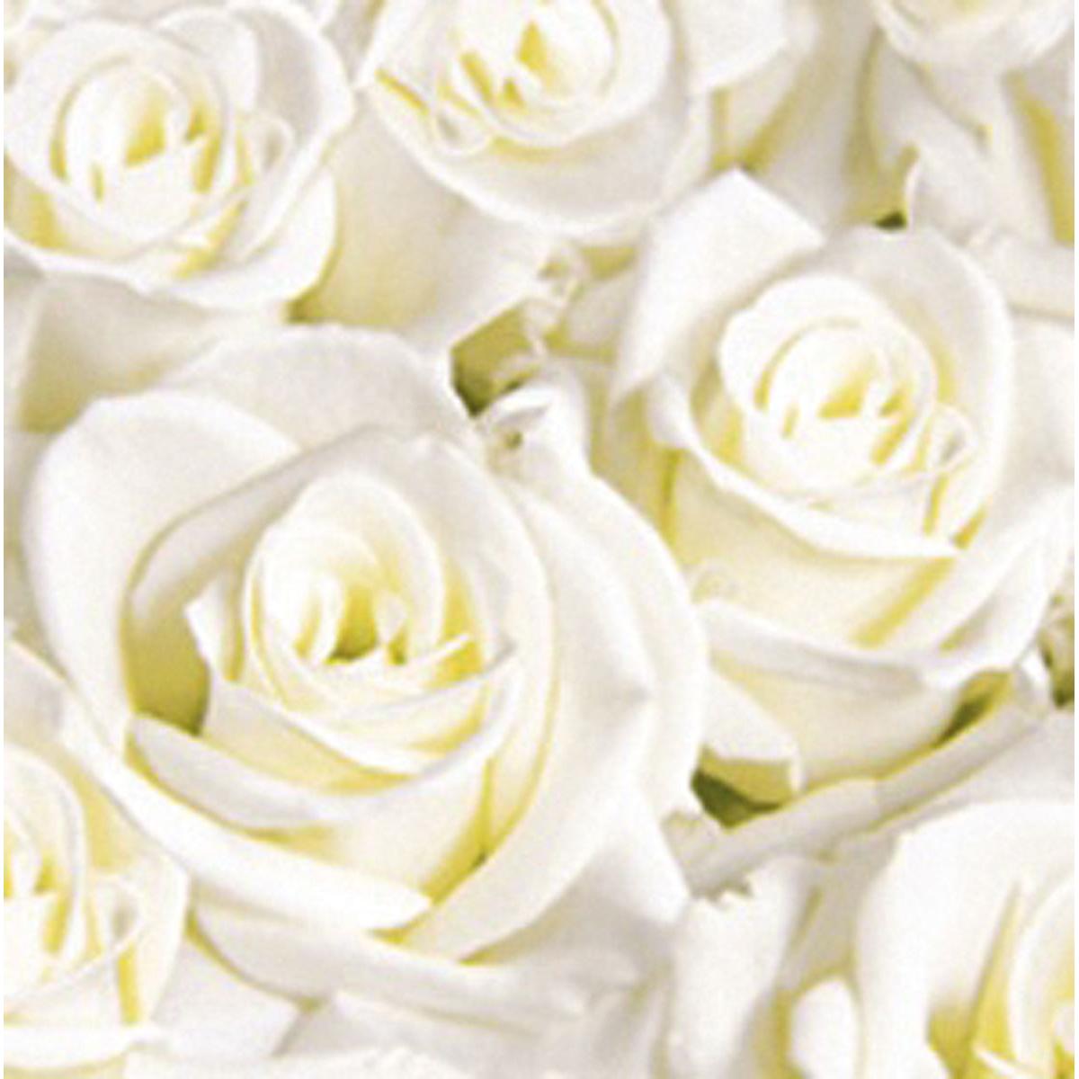 Un gros plan de roses blanches avec des pétales et des centres détaillés dans une lumière douce - une inspiration de design idéale pour les serviettes Dunisoft 40 x 40 cm 1/4 pli de Duni GmbH.