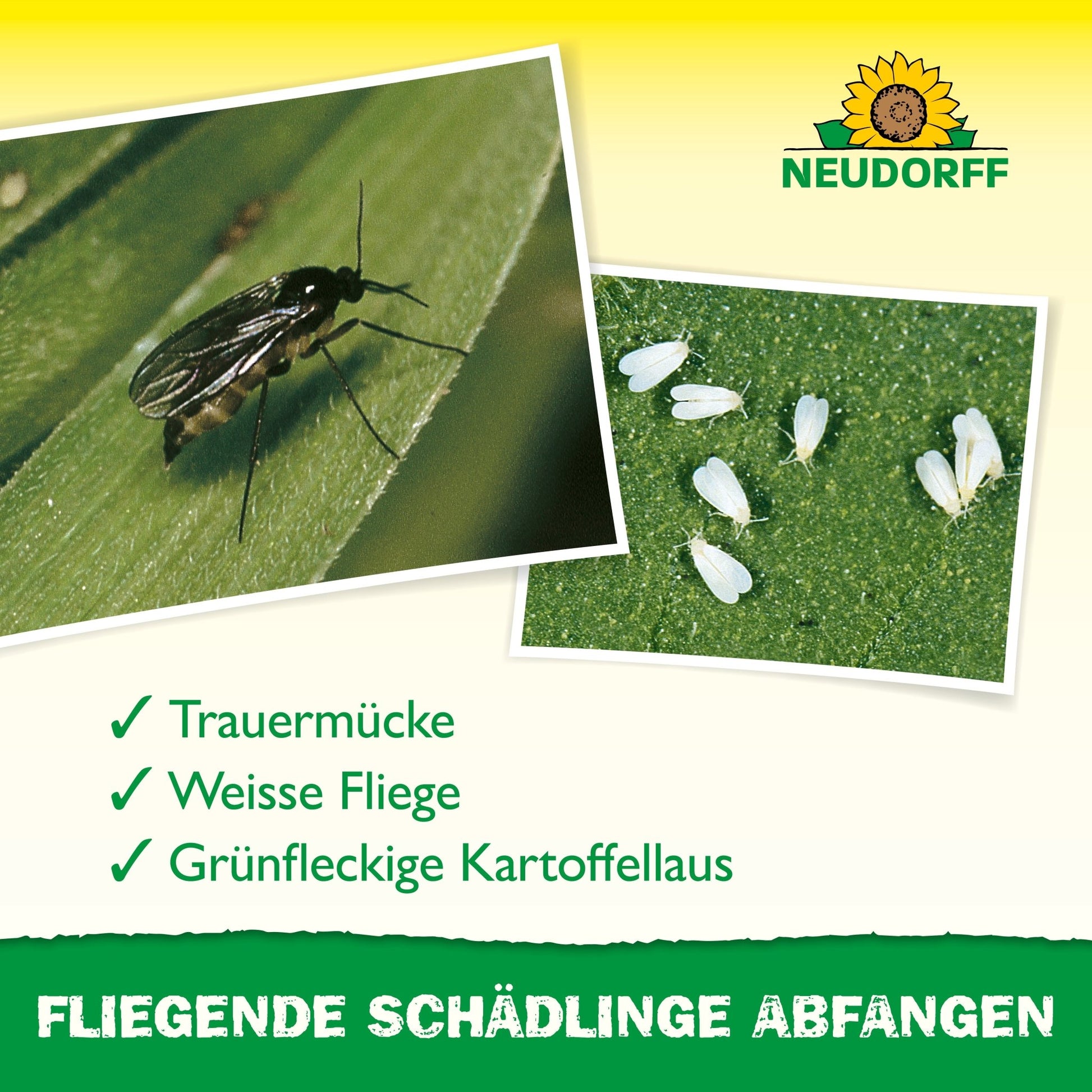 Gros plan d'un moustique noir et de minuscules mouches blanches sur une feuille, aidant à identifier les nuisibles tels que les mouches des terreaux, les mouches blanches et les pucerons verts. En haut, le logo du Neudorff Shop avec une mention du Gelb-Aufkleber pour plantes d'intérieur.