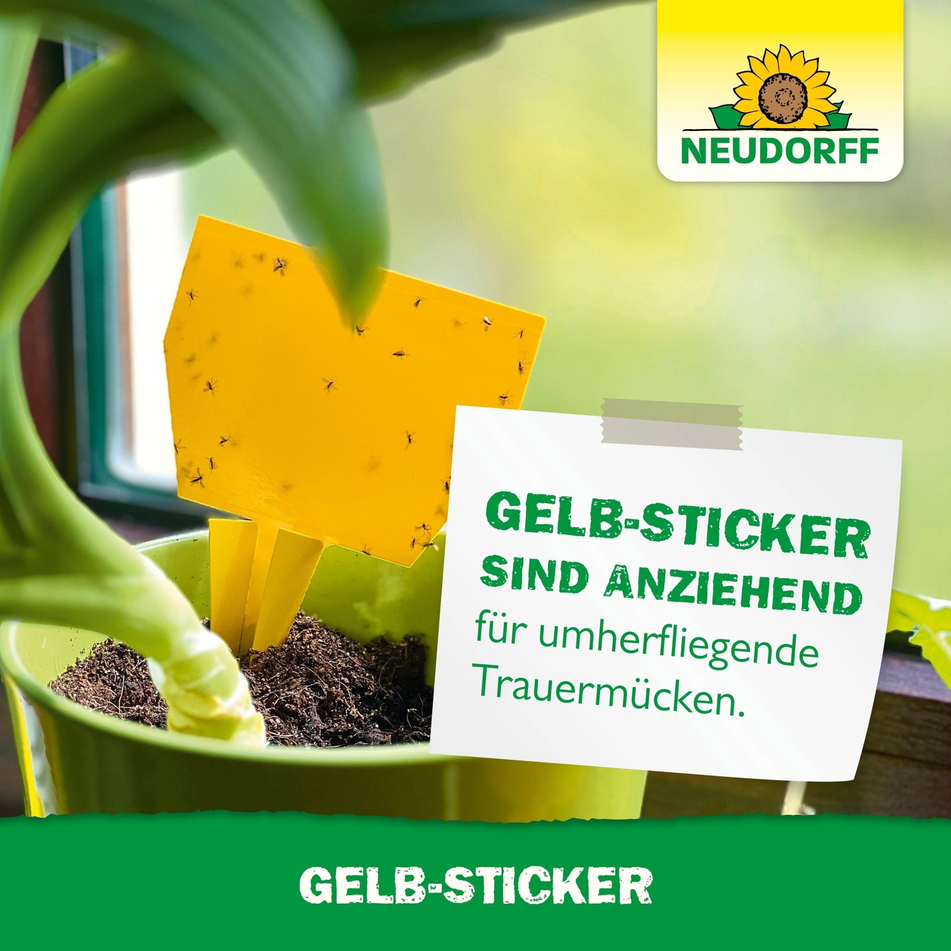 Un Gelb-Sticker de Neudorff Shop, couvert de petits insectes volants, est placé dans une plante d'intérieur près d'une fenêtre. Sur une étiquette à côté du pot est écrit : "Les Gelb-Stickers attirent les mouches des terreaux volantes."