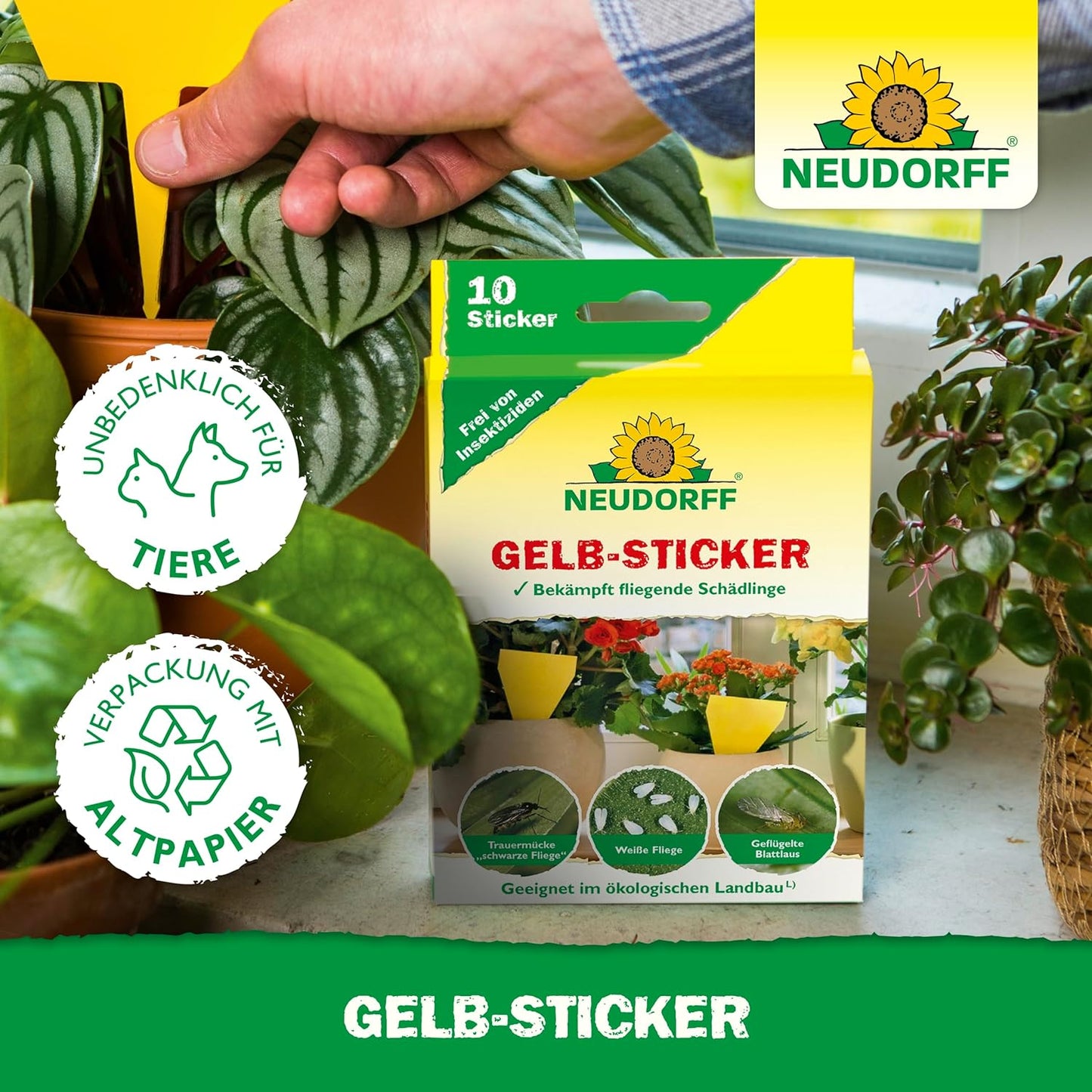 Une main insère un piège collant Gelb-Sticker jaune de Neudorff Shop dans la terre entre des plantes d'intérieur vertes. La boîte au premier plan montre les pièges qui attrapent les mouches des terreaux et autres nuisibles volants.