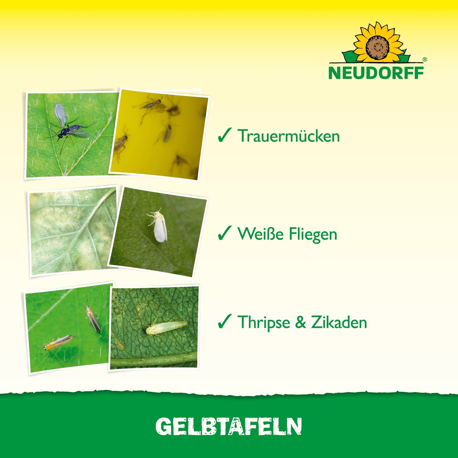 Quatre photos annotées montrent des nuisibles des plantes - moucherons, mouches blanches, thrips et cicadelles - sur des feuilles et un piège à plaques jaunes (format réduit). Le logo du Neudorff Shop et "PLAQUES JAUNES" sont également visibles.
