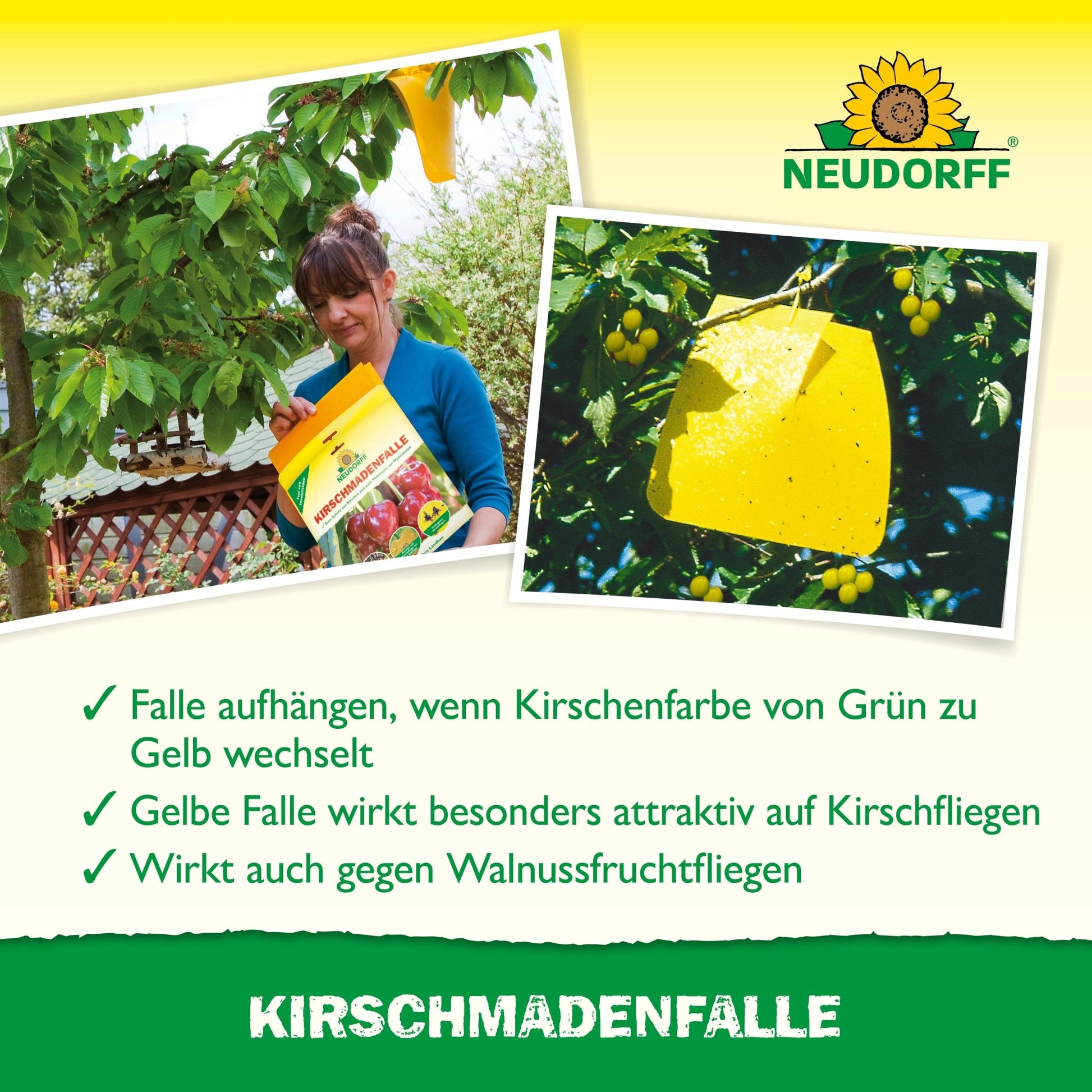 Pendant la récolte des cerises, une personne accroche un piège à cerises Neudorff Shop à un cerisier. Inset : gros plan d'insectes piégés dans le piège jaune, protégeant les cerises mûres contre la mouche de la cerise et la mouche des noix.