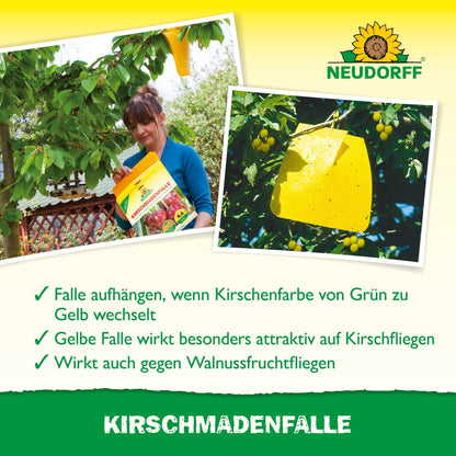 Pendant la récolte des cerises, une personne accroche un piège à cerises Neudorff Shop à un cerisier. Inset : gros plan d'insectes piégés dans le piège jaune, protégeant les cerises mûres contre la mouche de la cerise et la mouche des noix.