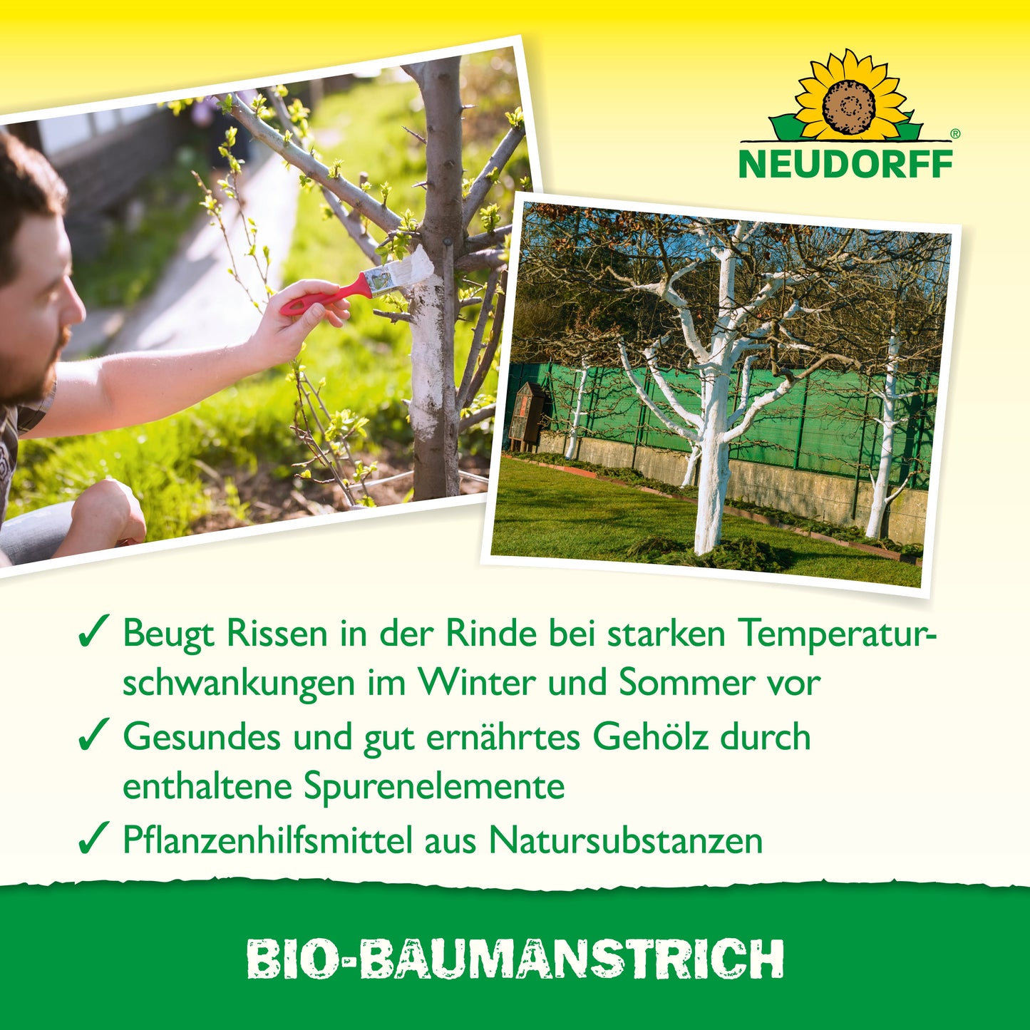 Eine Person trägt mit einem Pinsel den Bio-Baumanstrich von Neudorff Shop auf einen Baumstamm auf. In der Nähe stehen Bäume mit weißen Stämmen im Gras. Der deutsche Text erklärt, dass dieses Produkt hilft, die Baumrinde zu schützen und zu pflegen.
