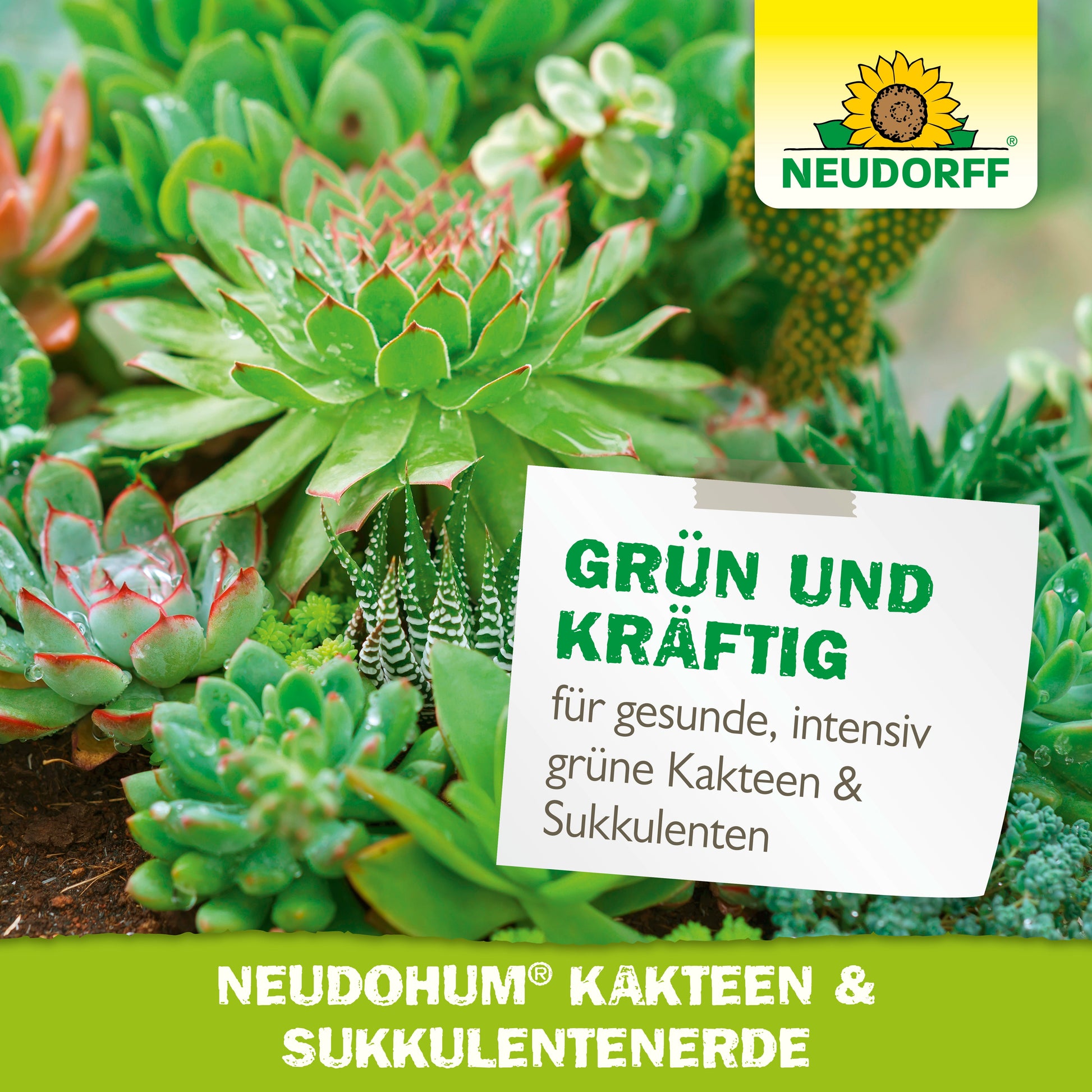 Nahaufnahme von grünen Kakteen und Sukkulenten in NeudoHum Kakteen & SukkulentenErde aus dem Neudorff Shop, mit einem Etikett: "Grün und kräftig für gesunde, intensiv grüne Kakteen & Sukkulenten" und dem Neudorff-Logo oben rechts.