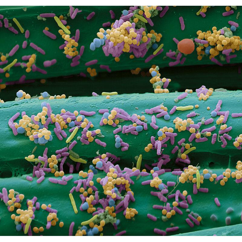 Cutimed Sorbact, compresse, pansement antimicrobien, stérile – en cours d'utilisation